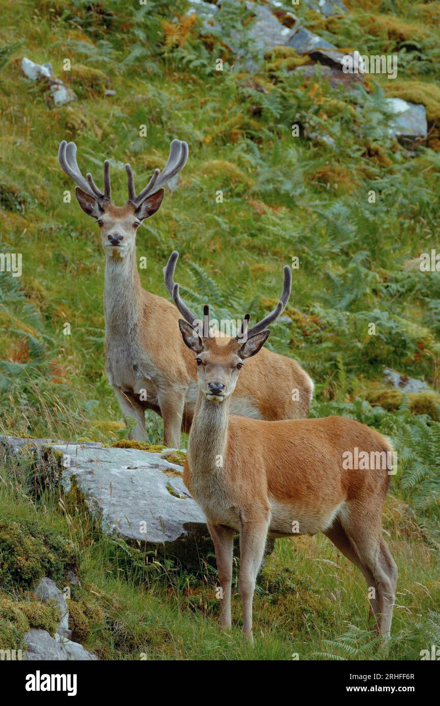 A pair of young Scottish red deer (Cervus elaphus scoticus) standing on a mountainside. North West Sutherland, Scotland Stock Photo