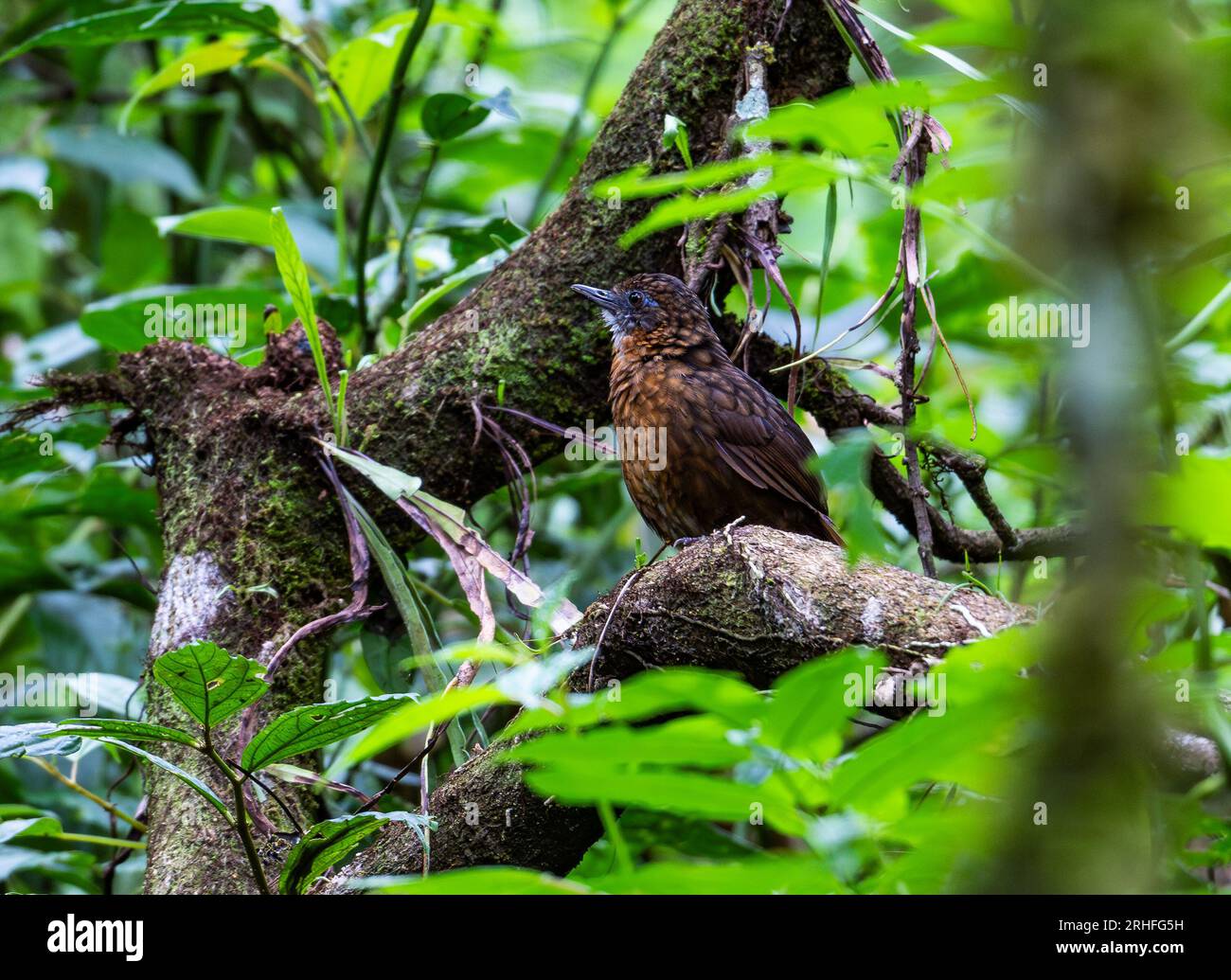 A Rusty-breasted Wren-Babbler (Gypsophila rufipectus) standing on a log in tropical forest. Sumatra, Indonesia. Stock Photo