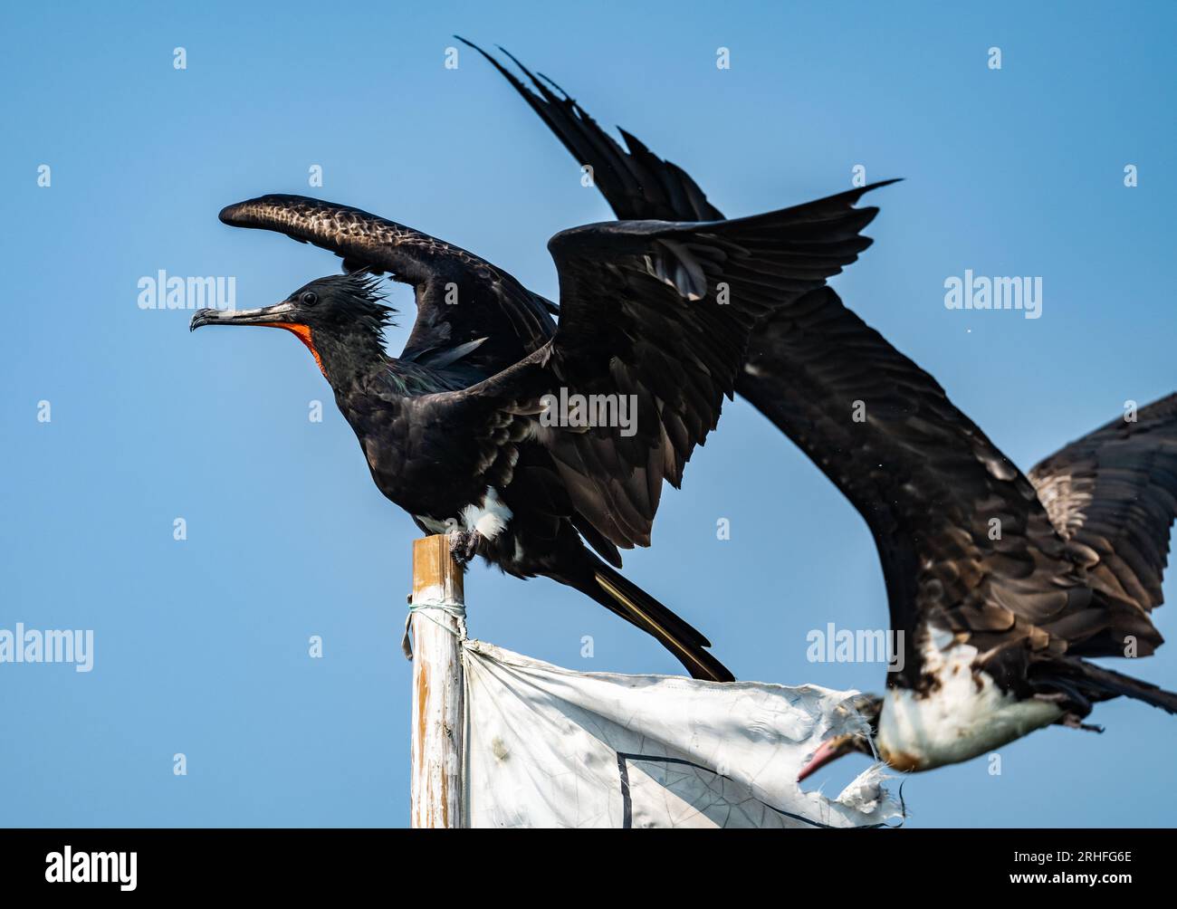 Two Christmas Island Frigatebirds (Fregata andrewsi) fighting for