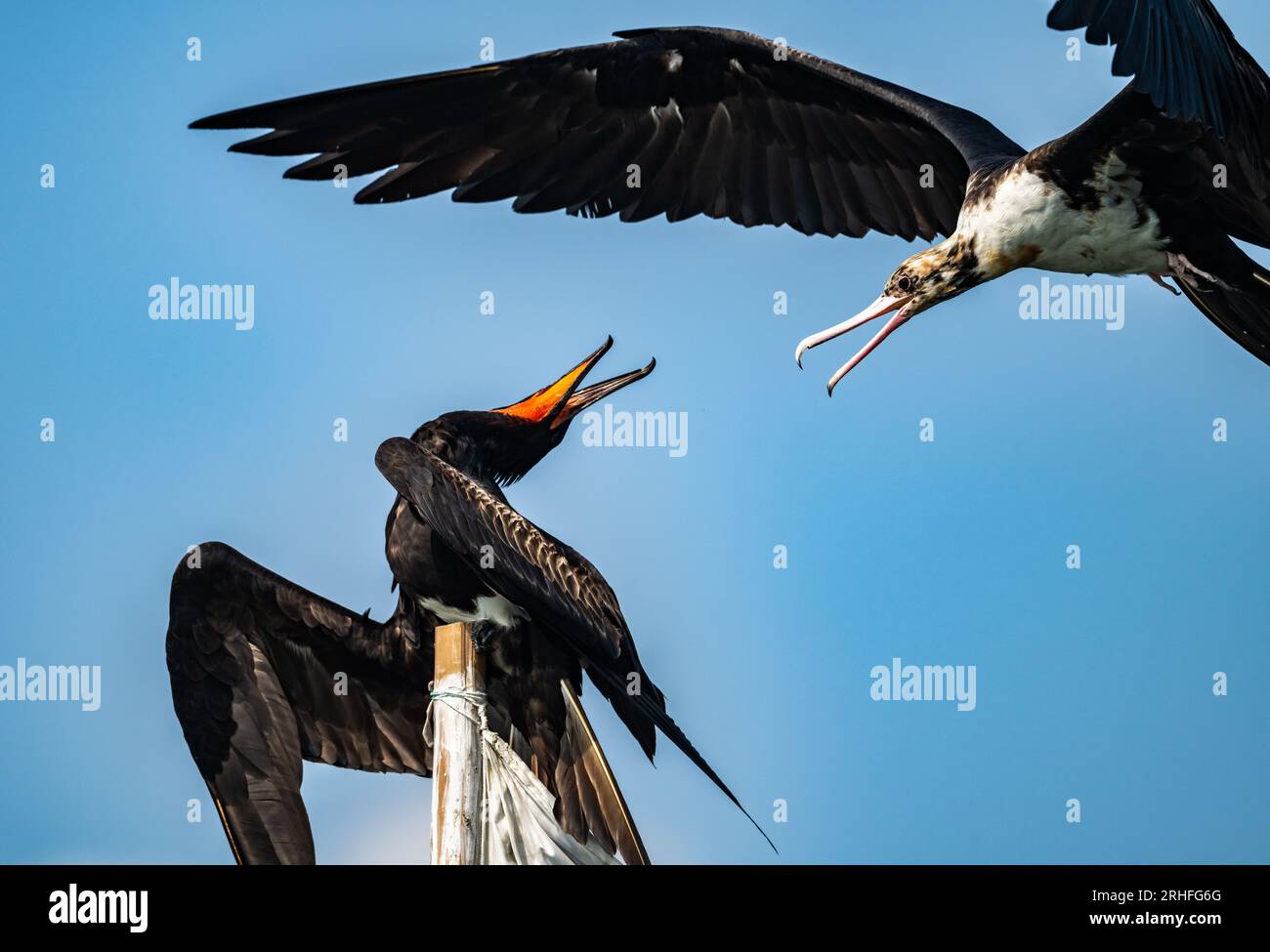 Two Christmas Island Frigatebirds (Fregata andrewsi) fighting for