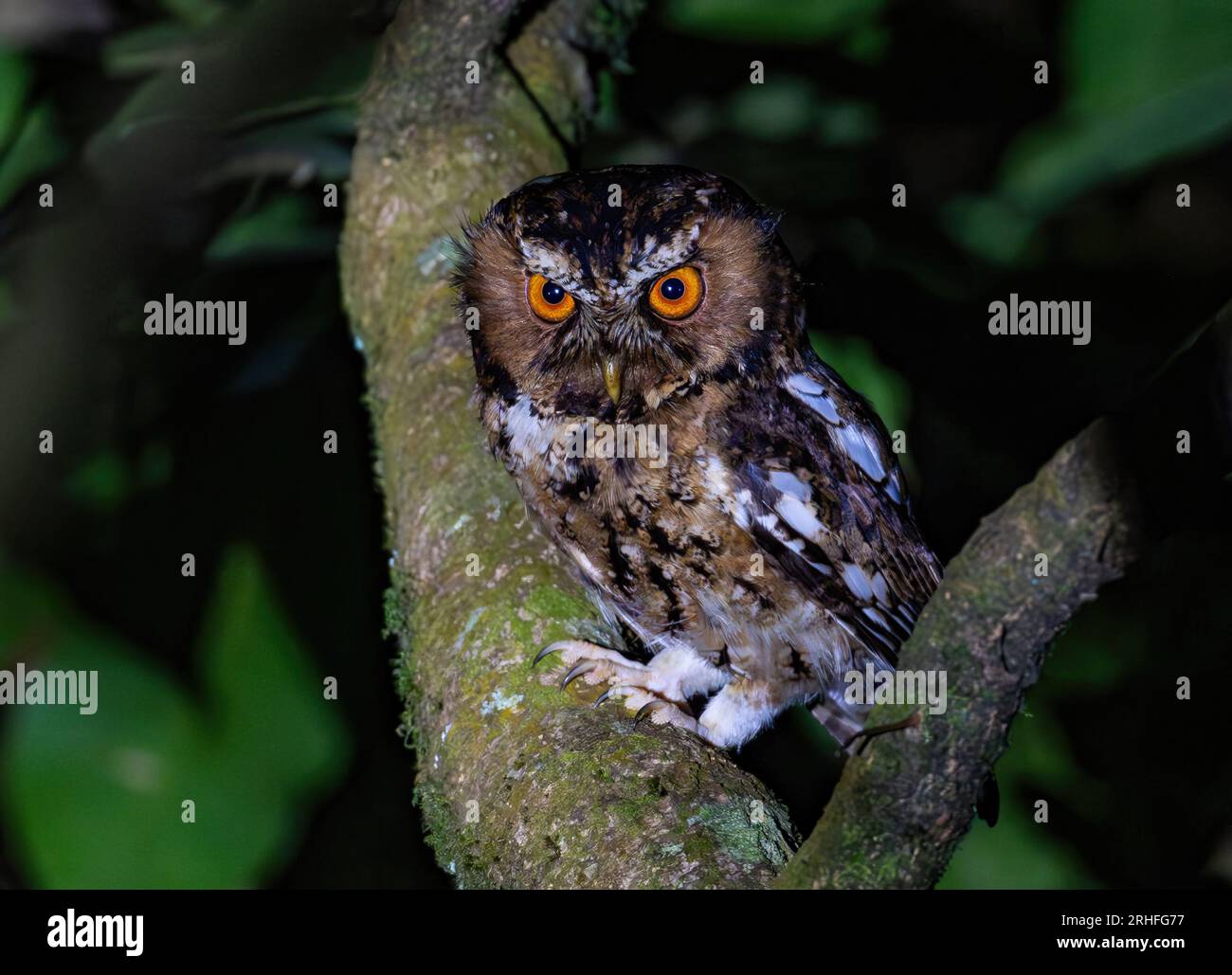 A Javan Scops-Owl (Otus angelinae) perched on a branch at night. Java, Indonesia. Stock Photo