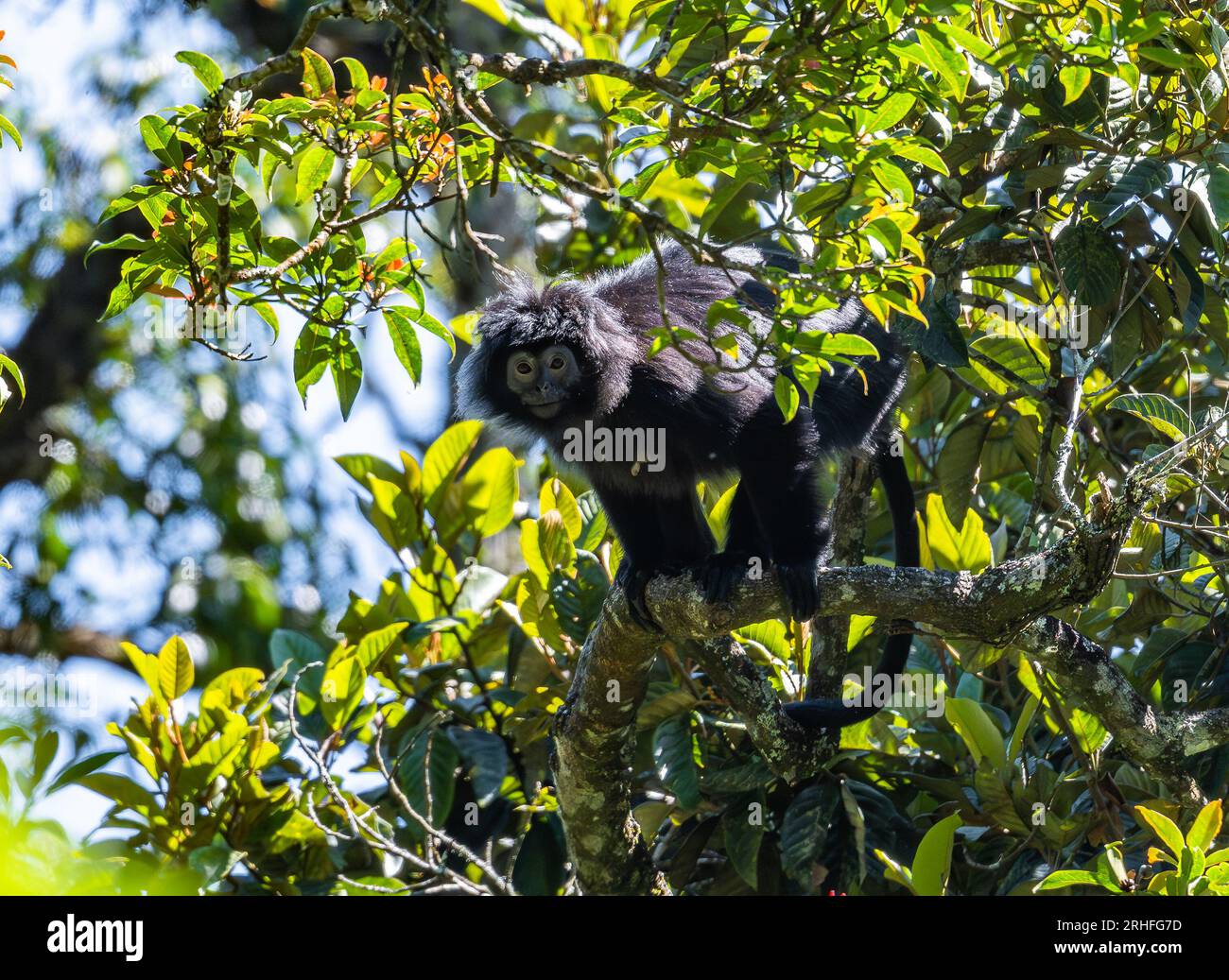A East Javan Langur (Trachypithecus auratus) foraging on a tree. Java, Indonesia. Stock Photo