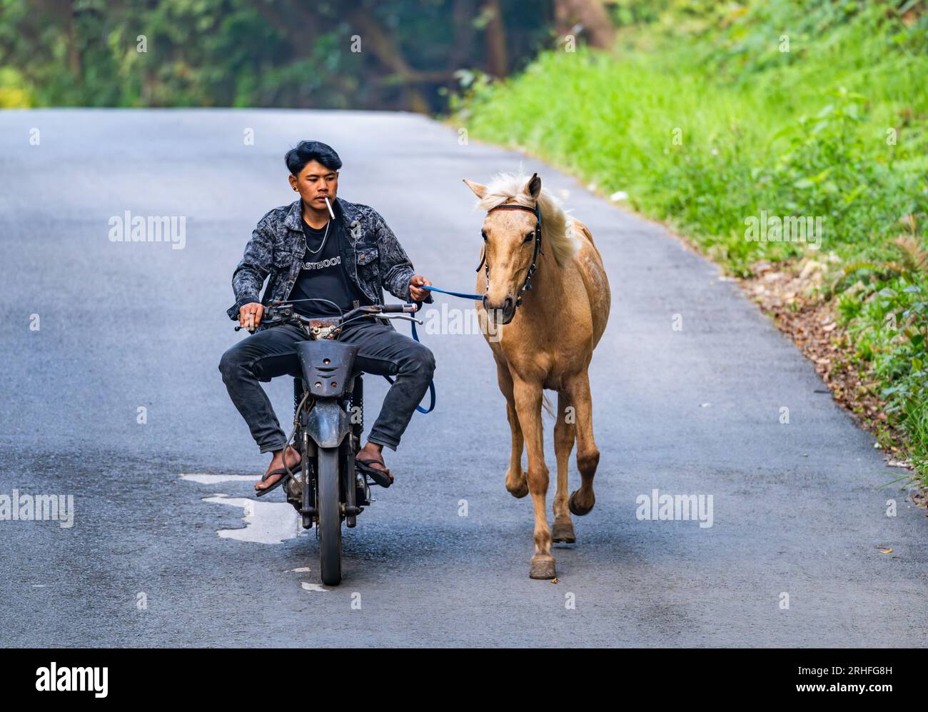 A local man on a motorbike with a running horse on road. Java, Indonesia. Stock Photo