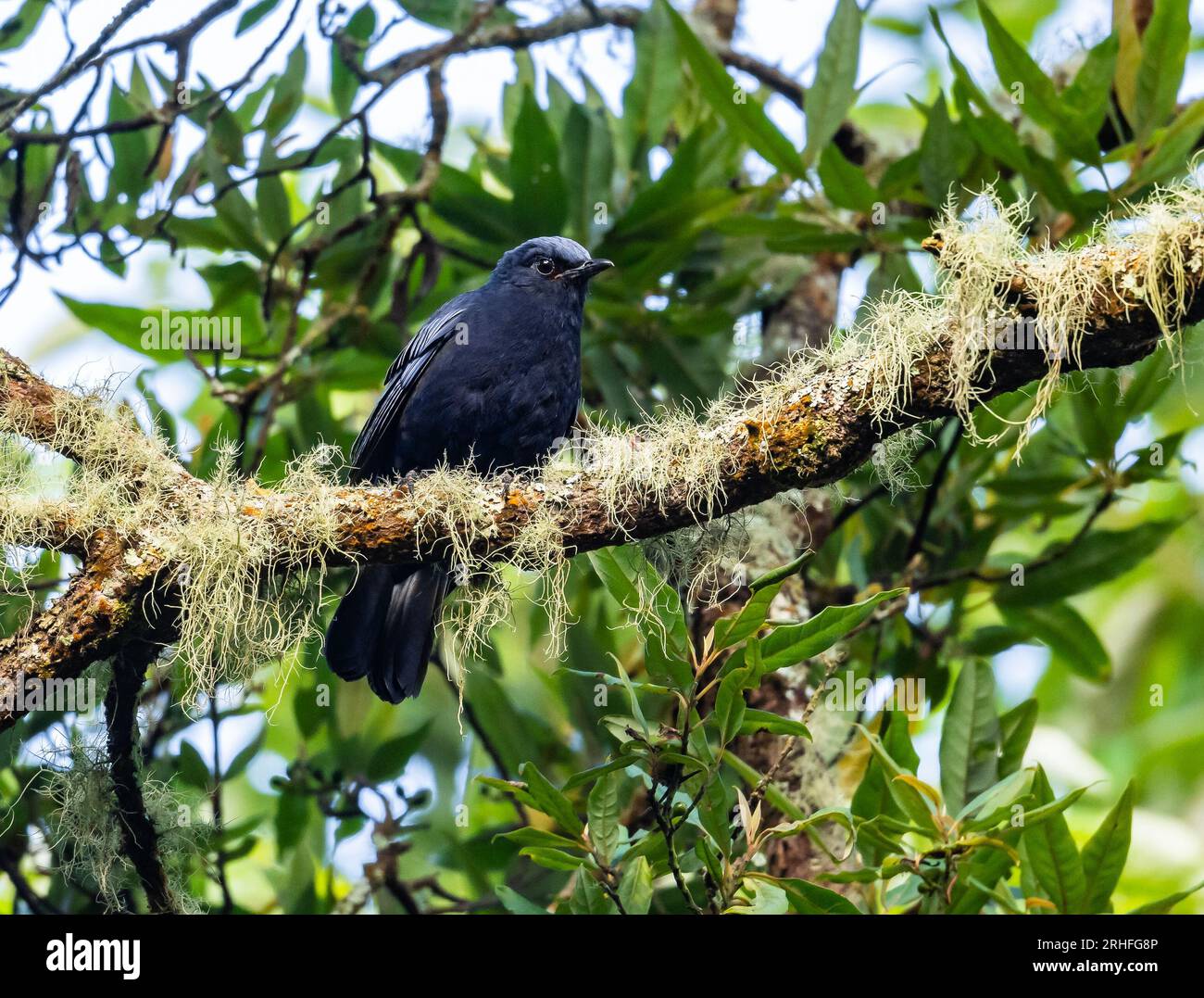 An endemic Javan Cochoa (Cochoa azurea) perched on a branch. Java, Indonesia. Stock Photo