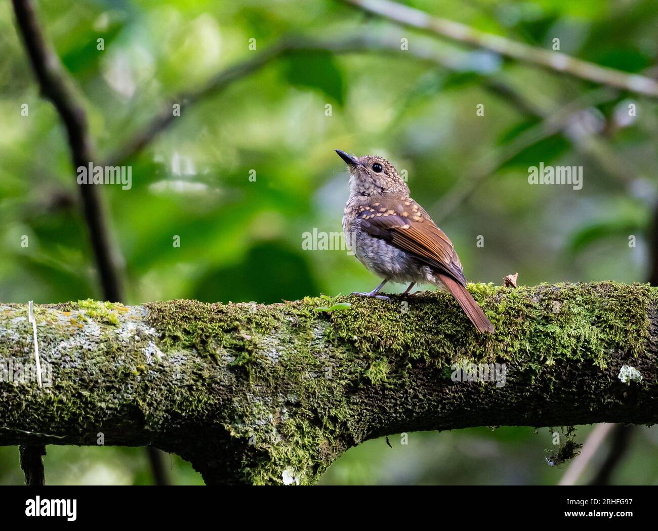 Cyornis olivaceus hi-res stock photography and images - Alamy
