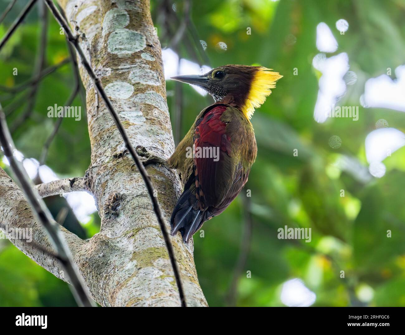 A Checker-throated Woodpecker (Chrysophlegma mentale) foraging on a tree. Sumatra, Indonesia. Stock Photo