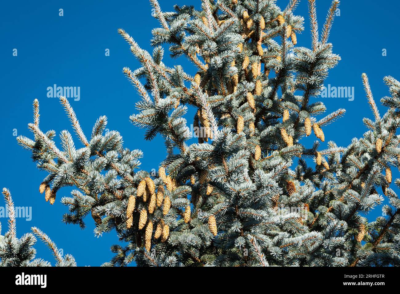 Young cones on a blue spruce (Picea pungens glauca) against a deep blue sky as background Stock Photo