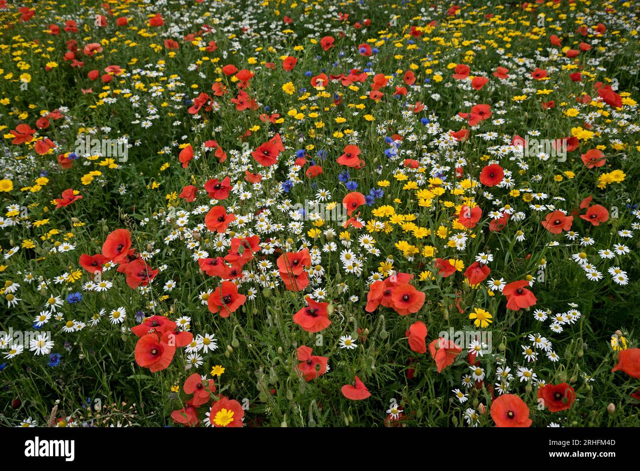Wildflowers growing in Edinburgh, Scotland, UK Stock Photo Alamy