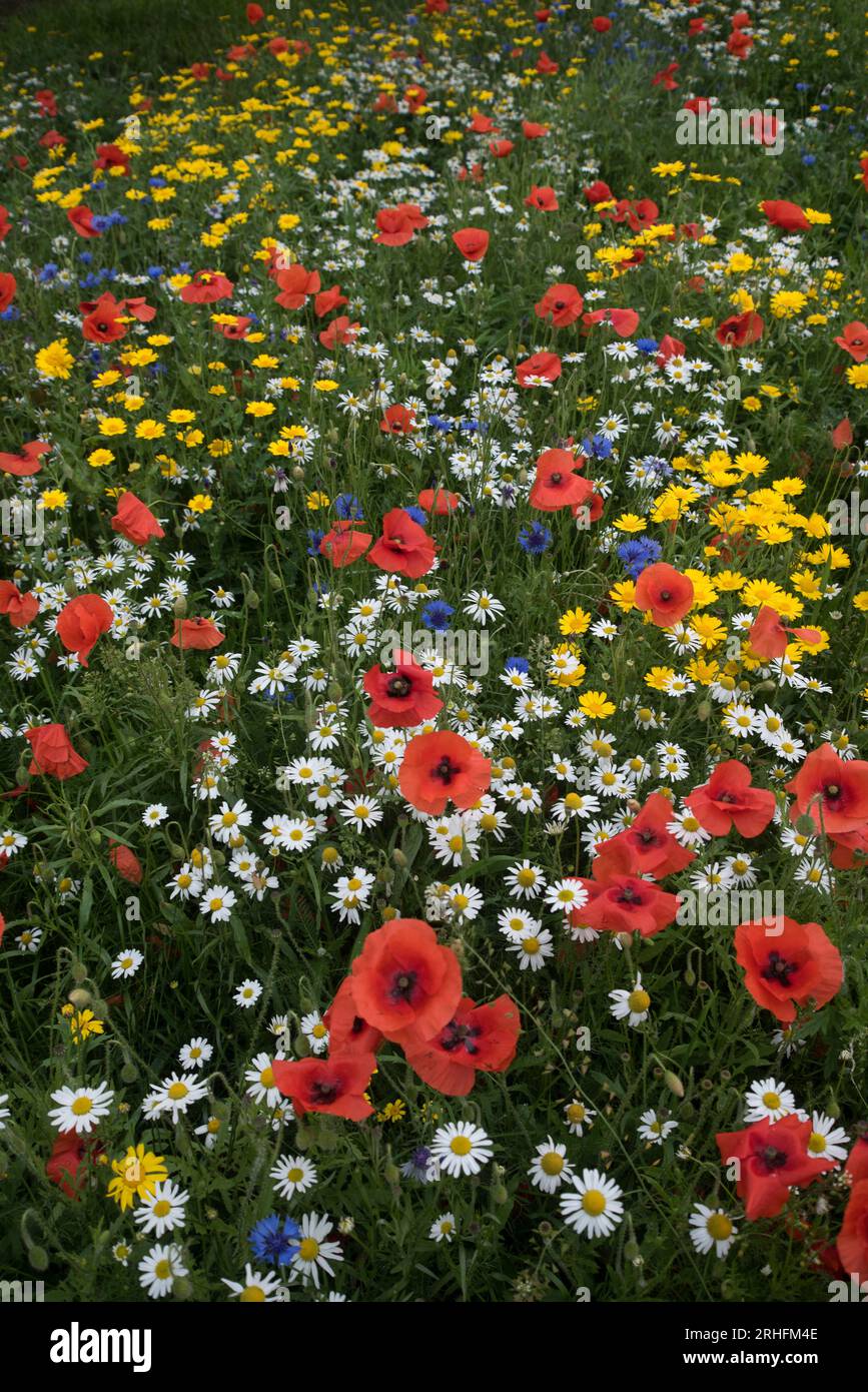 Wildflowers growing in Edinburgh, Scotland, UK Stock Photo Alamy