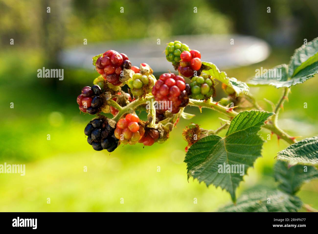 Blackberry bush with selective focus Stock Photo