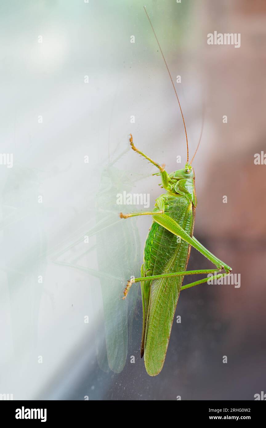 Green grasshopper, cricket insect crawling a window, bush-cricket ...