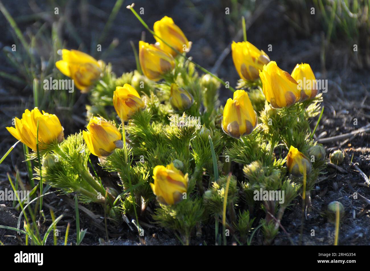 Adonis vernalis, on the hills grows in the wild Stock Photo