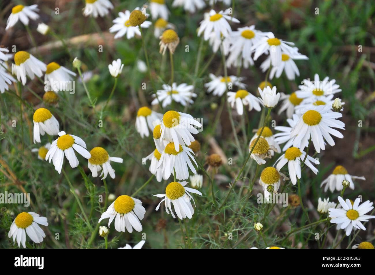 Chamomile blooms hi-res stock photography and images - Alamy