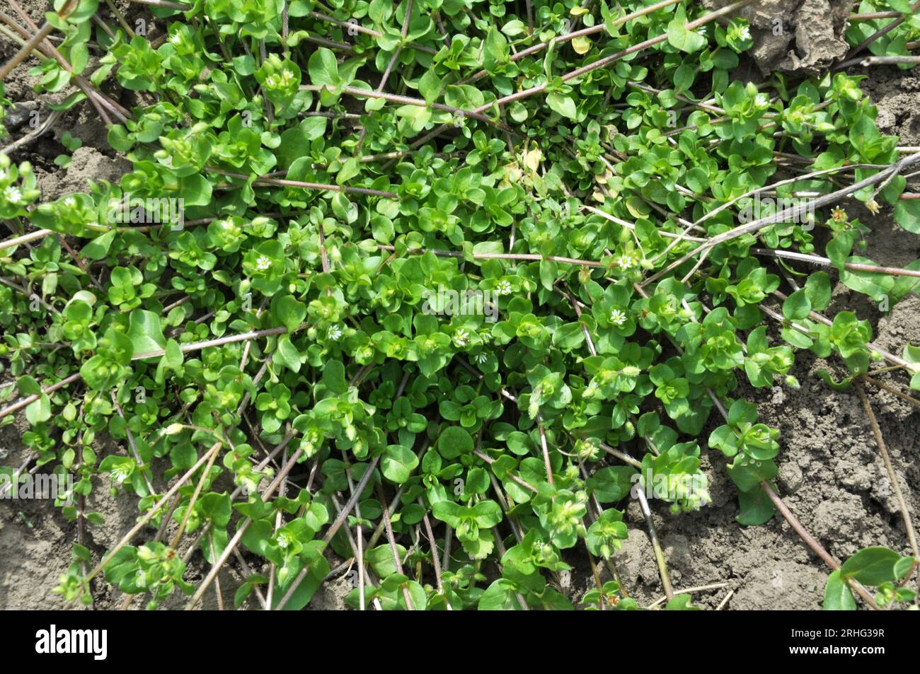 In the spring, Stellaria media grows in the wild Stock Photo