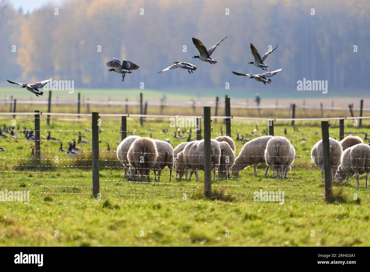 Sheeps and flock of barnacle goose Stock Photo - Alamy