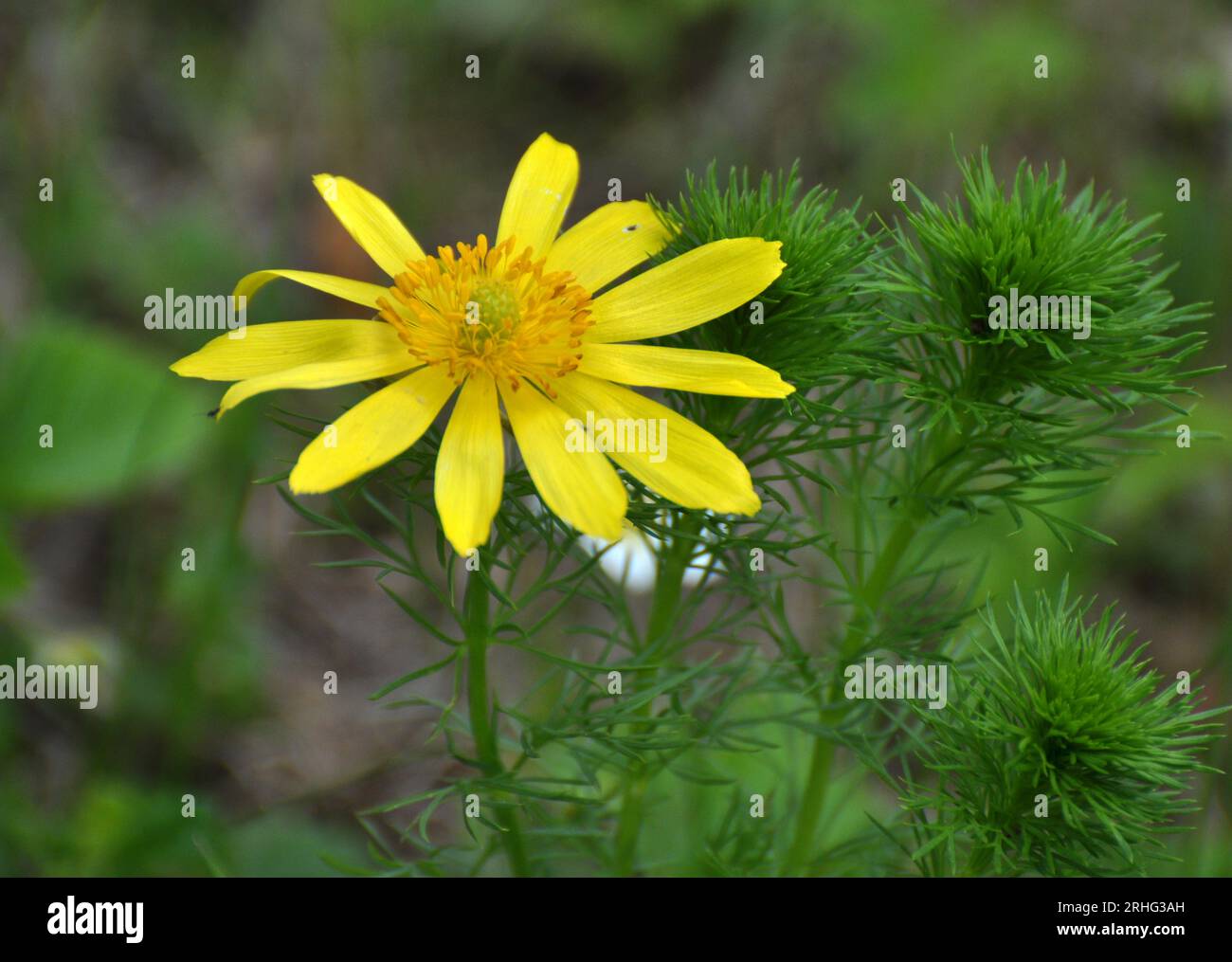 Adonis vernalis, on the hills grows in the wild Stock Photo