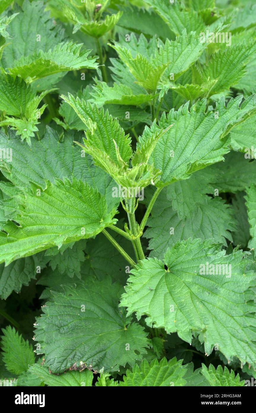 The nettle dioecious (Urtica dioica) with green leaves grows in natural ...