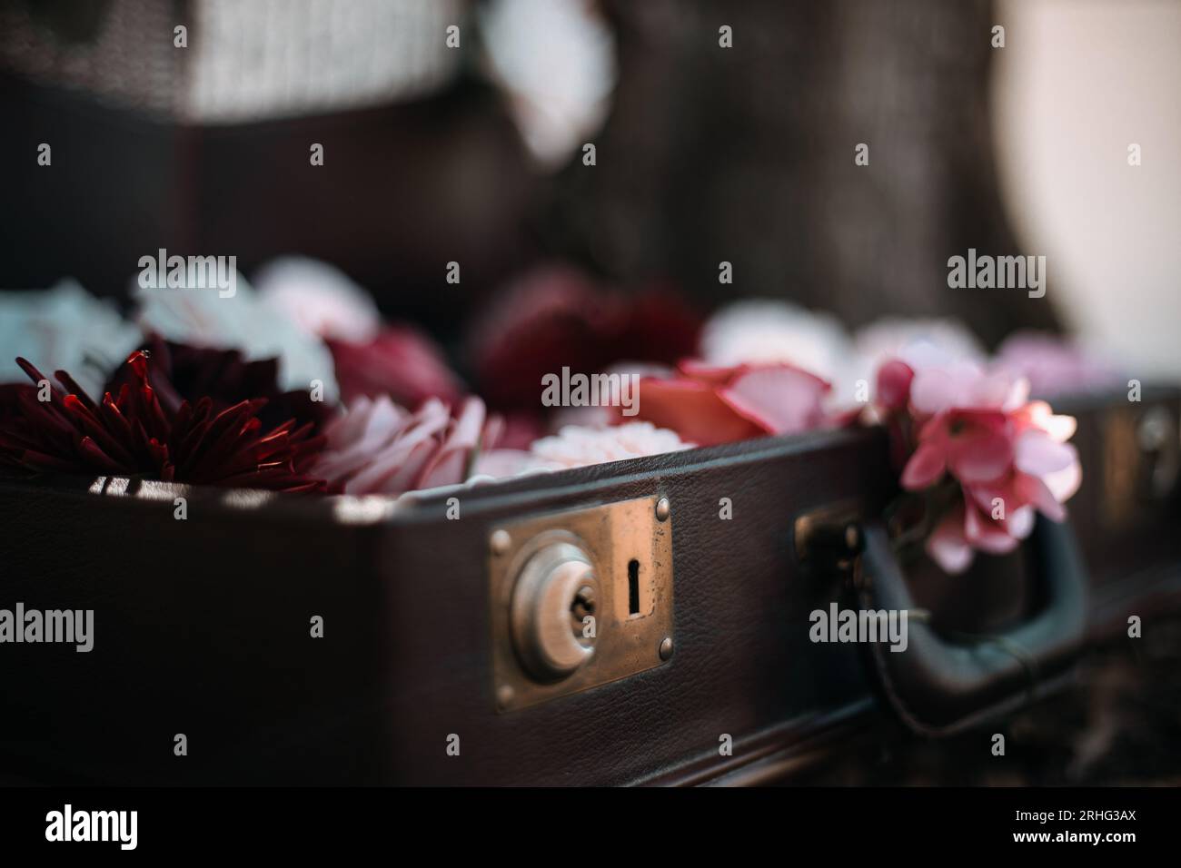 Timeless roses hi-res stock photography and images - Alamy