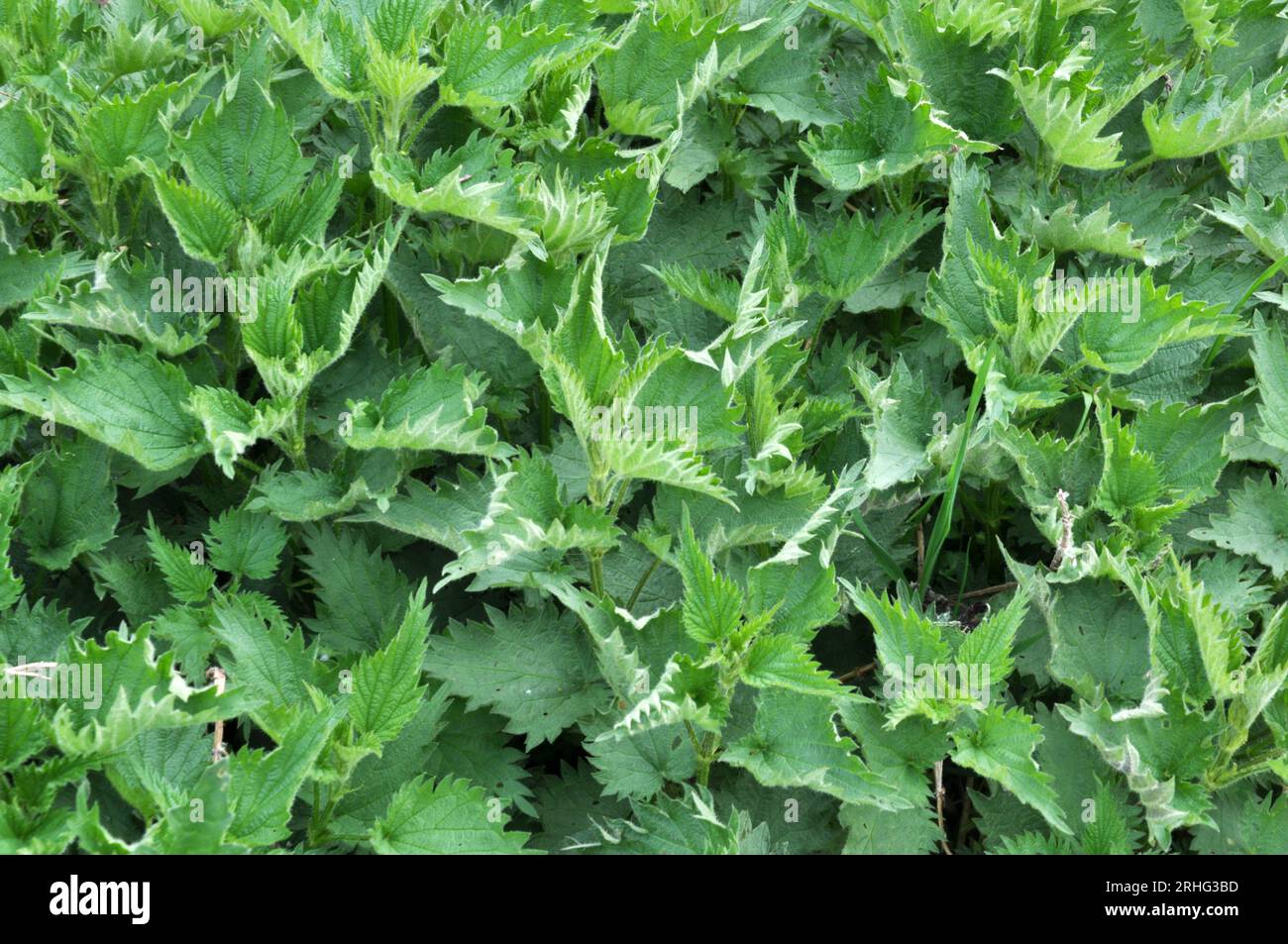 The nettle dioecious (Urtica dioica) with green leaves grows in natural ...