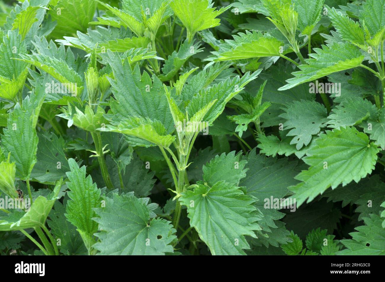 The nettle dioecious (Urtica dioica) with green leaves grows in natural ...