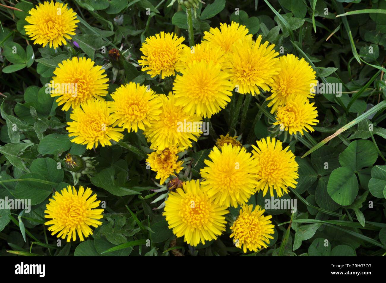 Dandelion (Taraxacum officinale) grows in the wild in spring Stock Photo