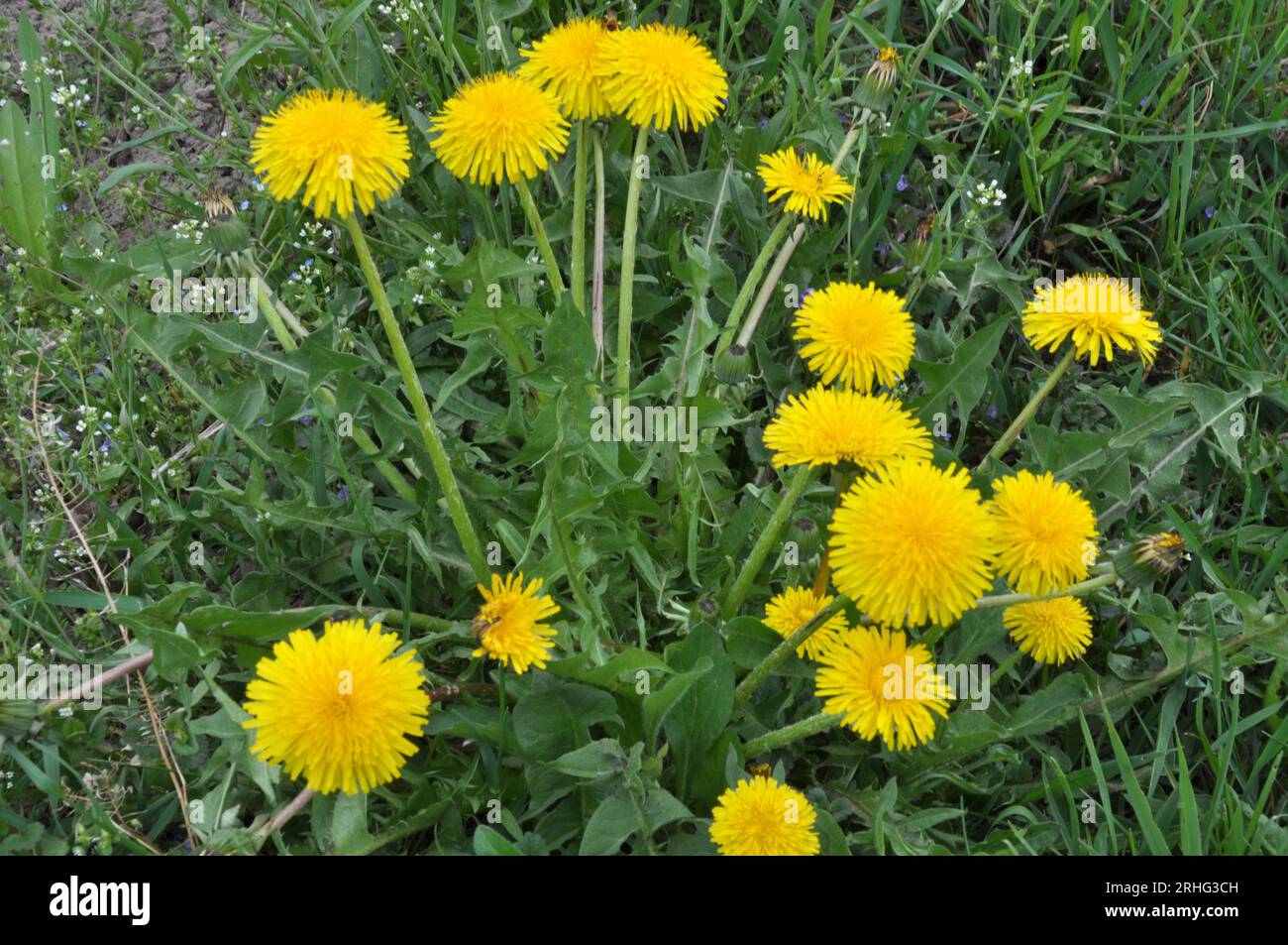 Dandelion (Taraxacum officinale) grows in the wild in spring Stock Photo