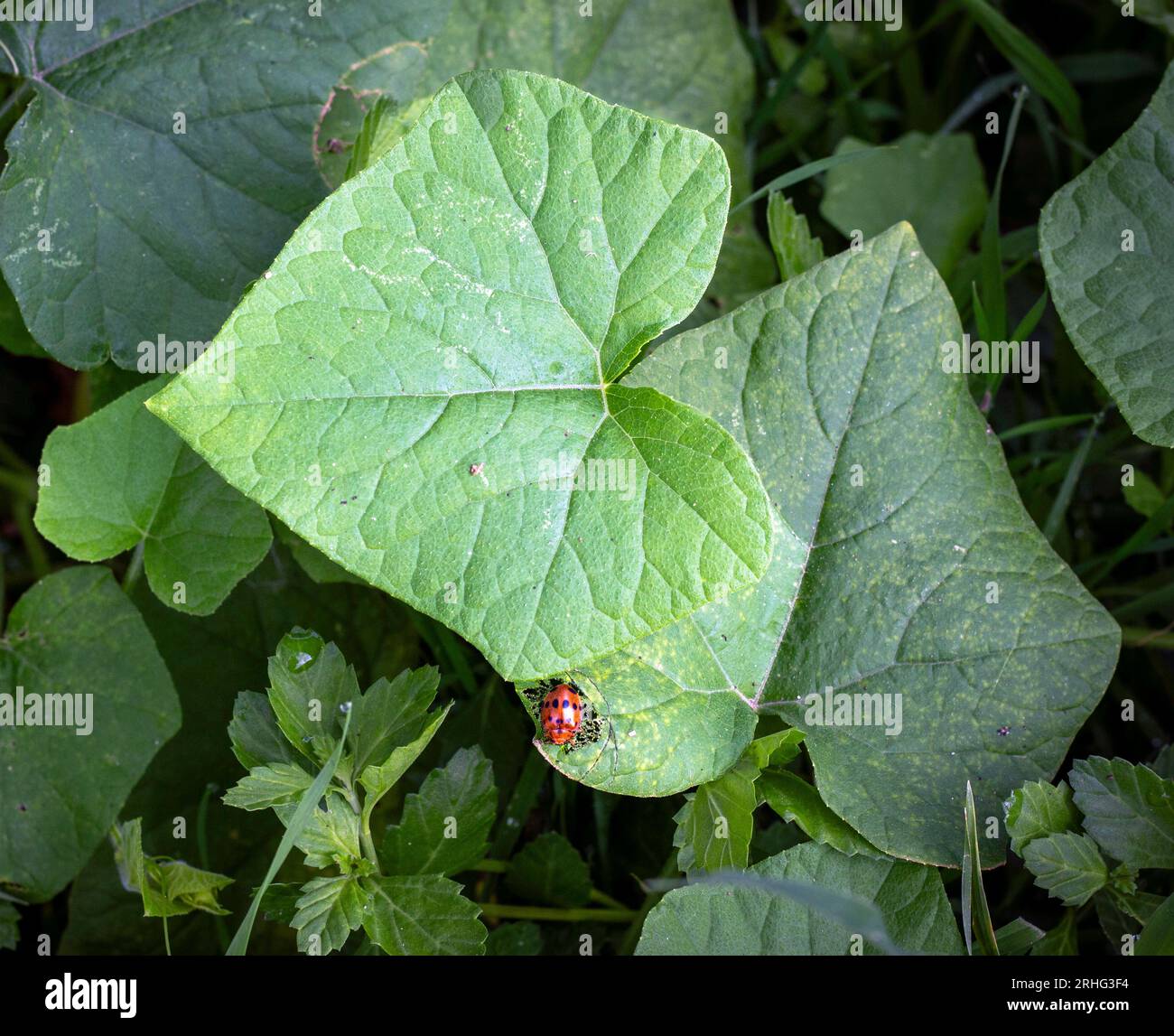 Ladybird in a hearth shaped leaf Stock Photo