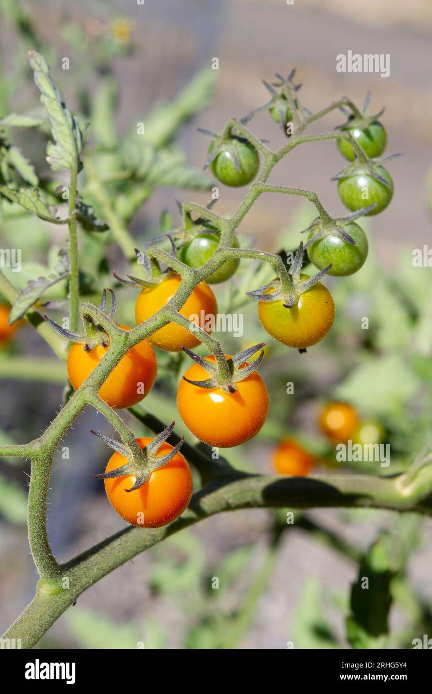 A cluster or truss of Sungold cherry tomatoes (Solanum lycopersicum) from still green to the bright orange of a fully ripe fruit, ready to eat. Stock Photo