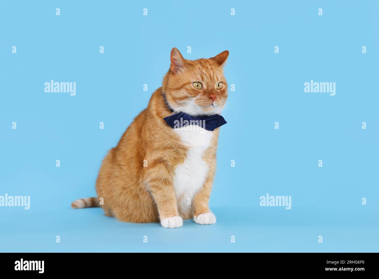 Cute cat with bow tie on light blue background Stock Photo - Alamy