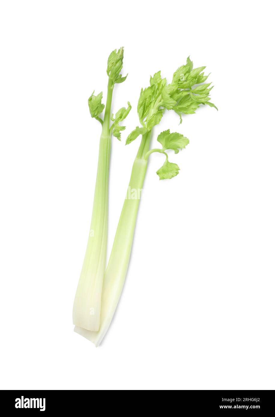 Fresh stalks of celery isolated on white, top view Stock Photo