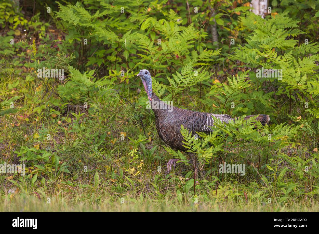 Hen turkey at the edge of a road in northern Wisconsin. Stock Photo