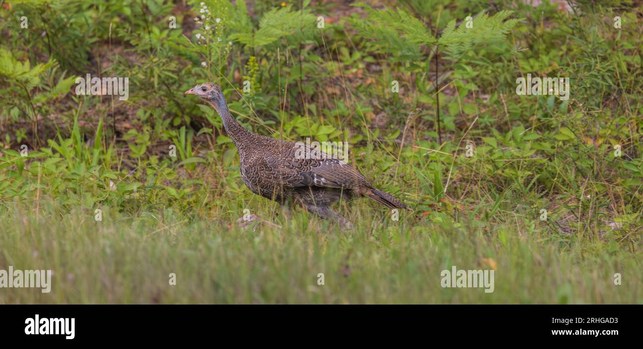Poult wild turkey at the edge of a road in northern Wisconsin. Stock Photo