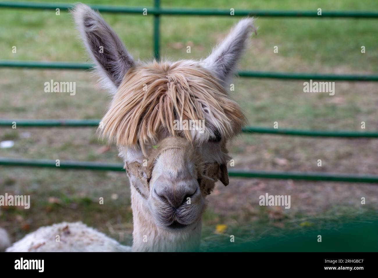 Close up headshot view of an alpaca (lama pacos) wearing a bridle, looking at the camera. Stock Photo