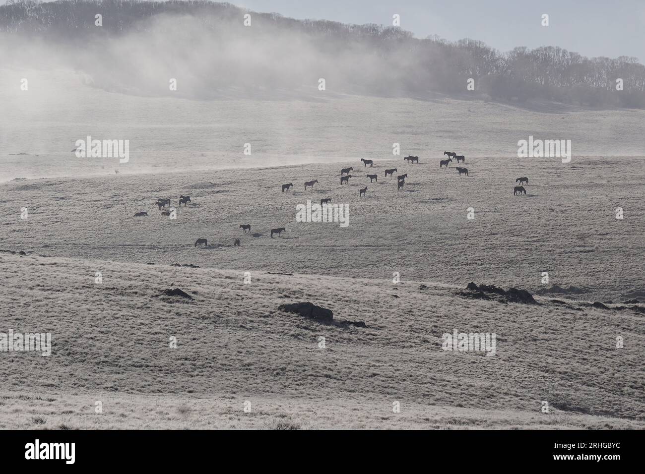 Kiandra, New South Wales, Australia, 17th August 2023, A herd of Brumbies grazing in Kosciuszko National Park on a Frosty Winter Morning. Credit PjHickox/Alamy Live News Stock Photo