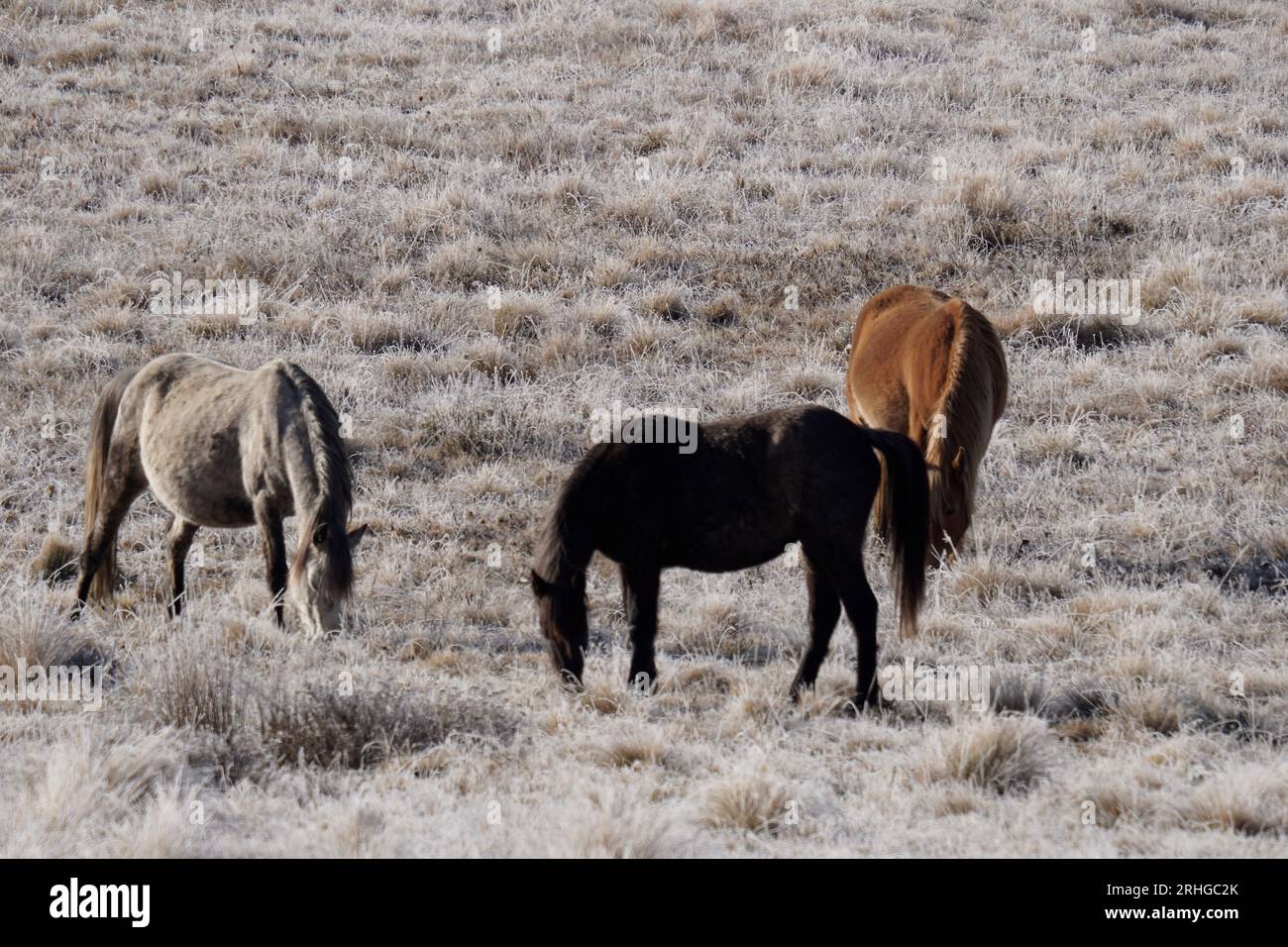 Kiandra, New South Wales, Australia, 17th August 2023, A herd of Brumbies grazing in Kosciuszko National Park on a Frosty Winter Morning. Credit PjHickox/Alamy Live News Stock Photo