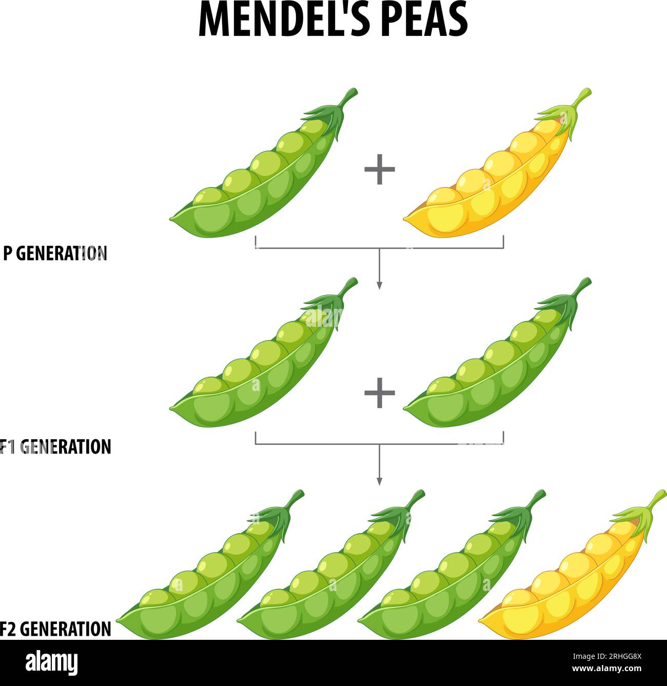 A vector cartoon illustration depicting Gregor Mendel's cross-pollination experiment with pea plants Stock Vector