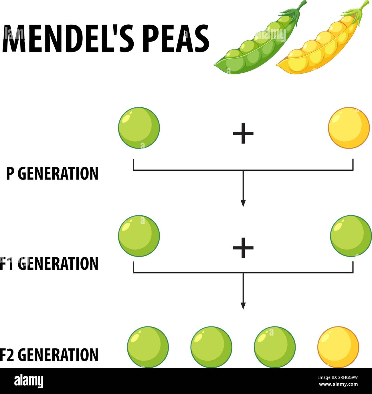 A vector cartoon illustration depicting Gregor Mendel's cross-pollination experiment with pea plants Stock Vector