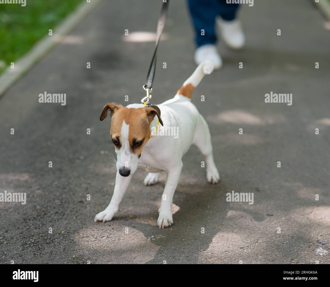 Jack Russell Terrier dog pulls hard on the leash while walking in