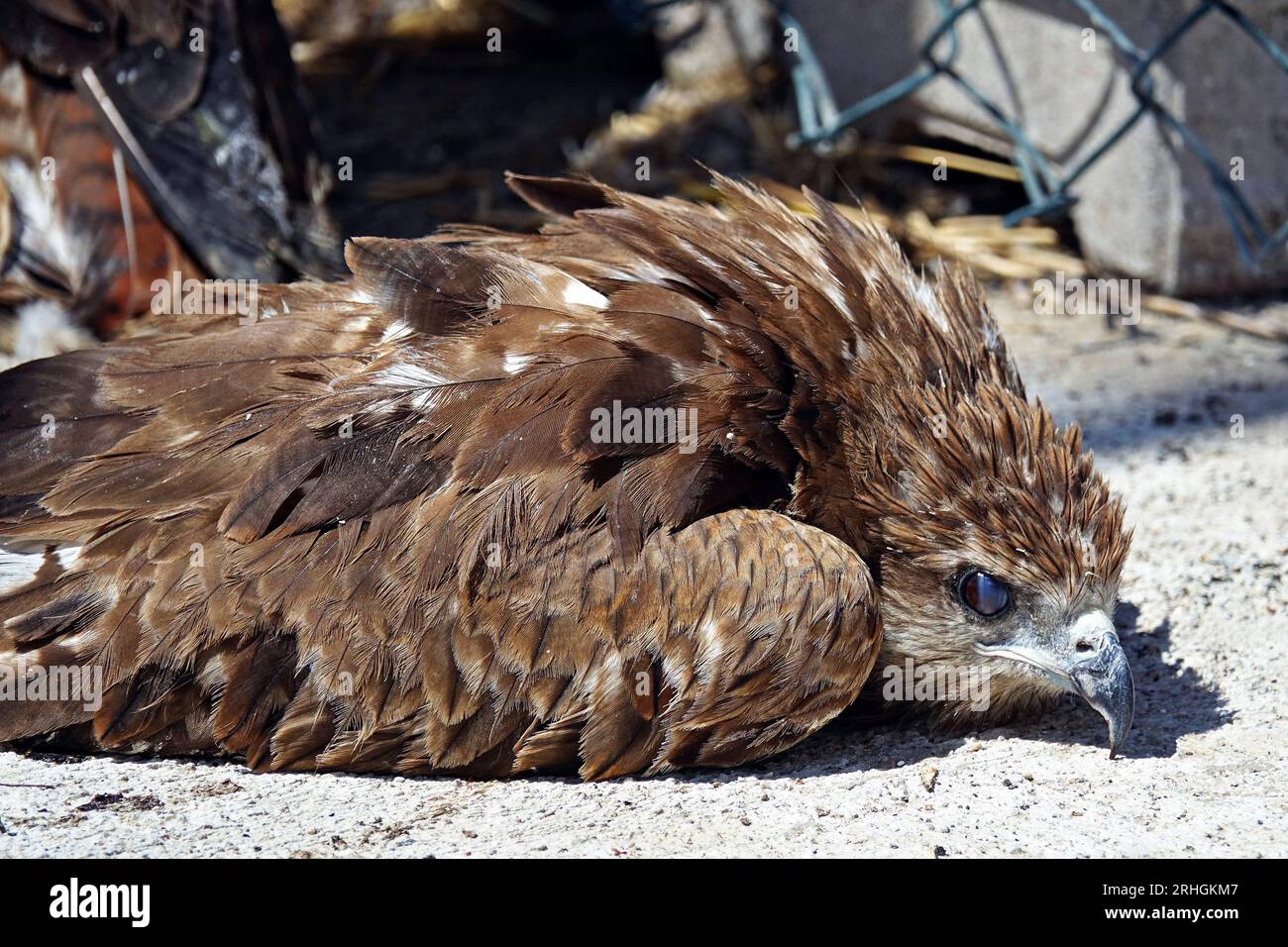 A falcon seen who can barely breathe due to the extreme heat. A large number of storks and other bird species that have become ill due to global warming and climate change are being treated at the Dicle Wild Animal Rescue and Rehabilitation Center in Diyarbakir. The Biologist in charge at the center is Pro. Dr. Alaettin Kaya, stated that storks and birds cannot feed because their feeding grounds have dried up and they have become weak. Biologist Kaya said that because birds cannot fly high, their wings and feet get stuck in wires or wire meshes and become crippled. The center's Veterinarian Ay Stock Photo