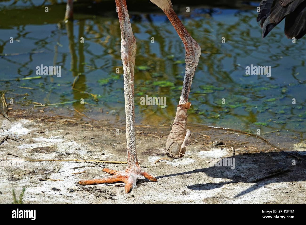 A stork seen with an amputated foot because of gangrene. A large number of storks and other bird species that have become ill due to global warming and climate change are being treated at the Dicle Wild Animal Rescue and Rehabilitation Center in Diyarbakir. The Biologist in charge at the center is Pro. Dr. Alaettin Kaya, stated that storks and birds cannot feed because their feeding grounds have dried up and they have become weak. Biologist Kaya said that because birds cannot fly high, their wings and feet get stuck in wires or wire meshes and become crippled. The center's Veterinarian Ayse Ek Stock Photo