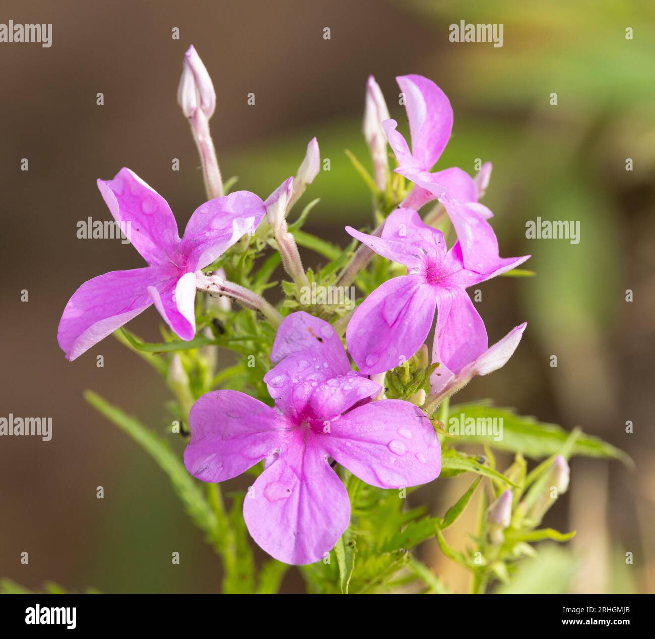 The Pink Ink Flower is a common hemi-parasitic herbaceous plant in areas of disturbed soils and roadsides. They flower in the late rainy period. Stock Photo