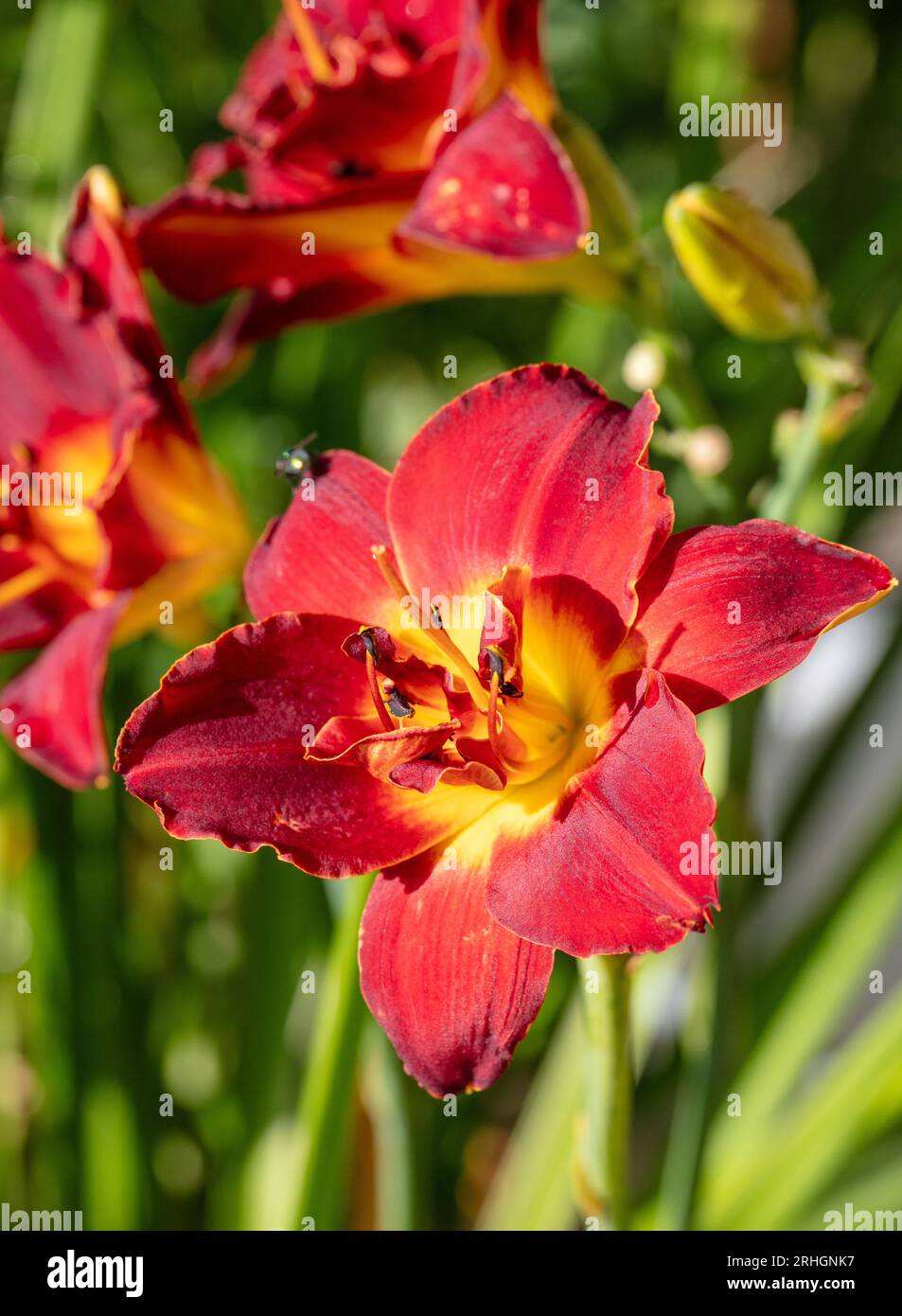 ‘Highland Lord’ Daylily, Daglilja (Hemerocallis Stock Photo - Alamy