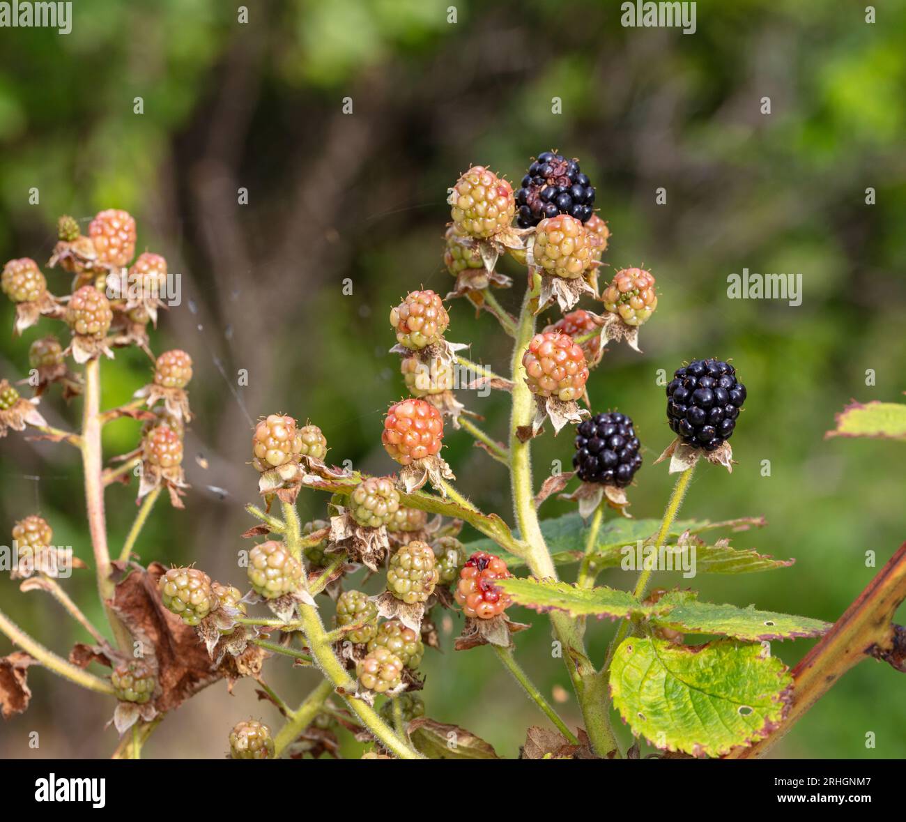 'Thornfree' Blackberry, Björnbär (Rubus fruticosus) Stock Photo