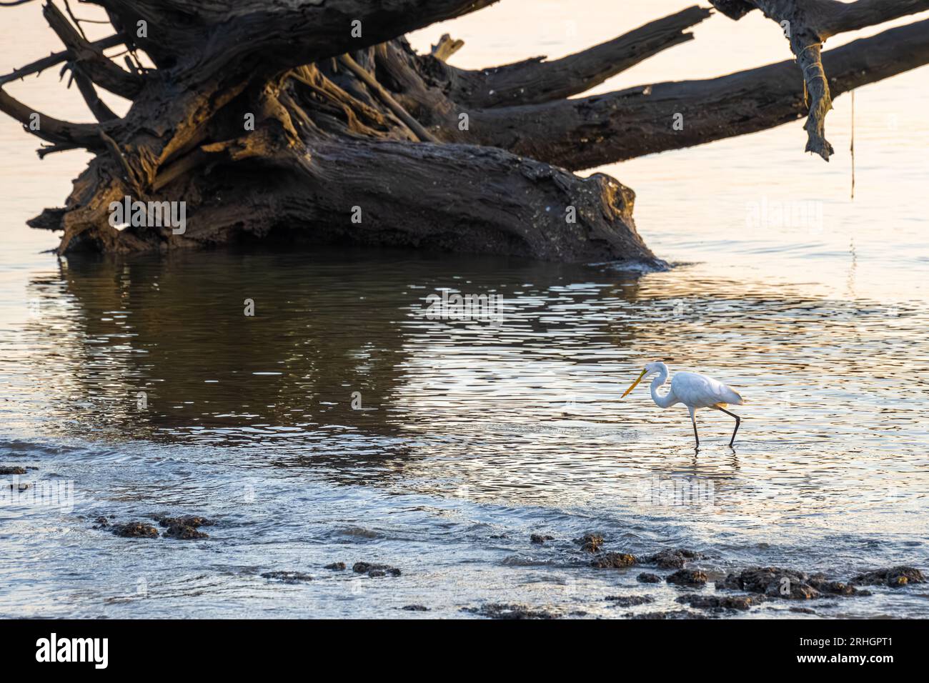 Elegant great egret wading along the shoreline amidst giant driftwood on Boneyard Beach at Big Talbot Island State Park in Jacksonville, FL. (USA) Stock Photo