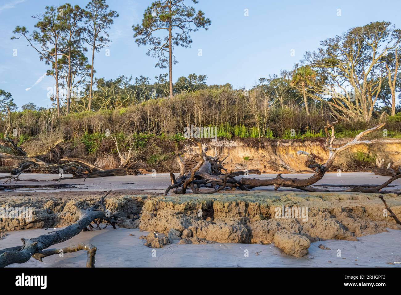 Giant driftwood strewn along Boneyard Beach at Big Talbot Island State Park in Jacksonville, Florida. (USA) Stock Photo