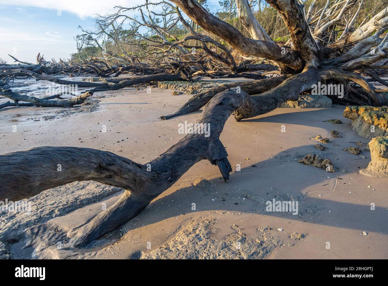 Giant driftwood strewn along Boneyard Beach at Big Talbot Island State
