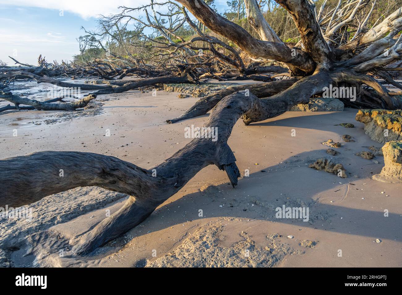Giant driftwood strewn along Boneyard Beach at Big Talbot Island State Park in Jacksonville, Florida. (USA) Stock Photo