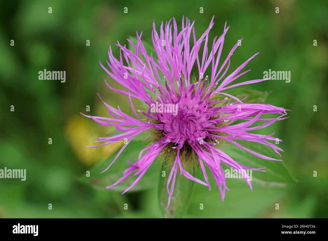 Natural detailed closeup on the colorful pink flower of Wig Knapweed, Centaurea phrygia pseudophrygia Stock Photo