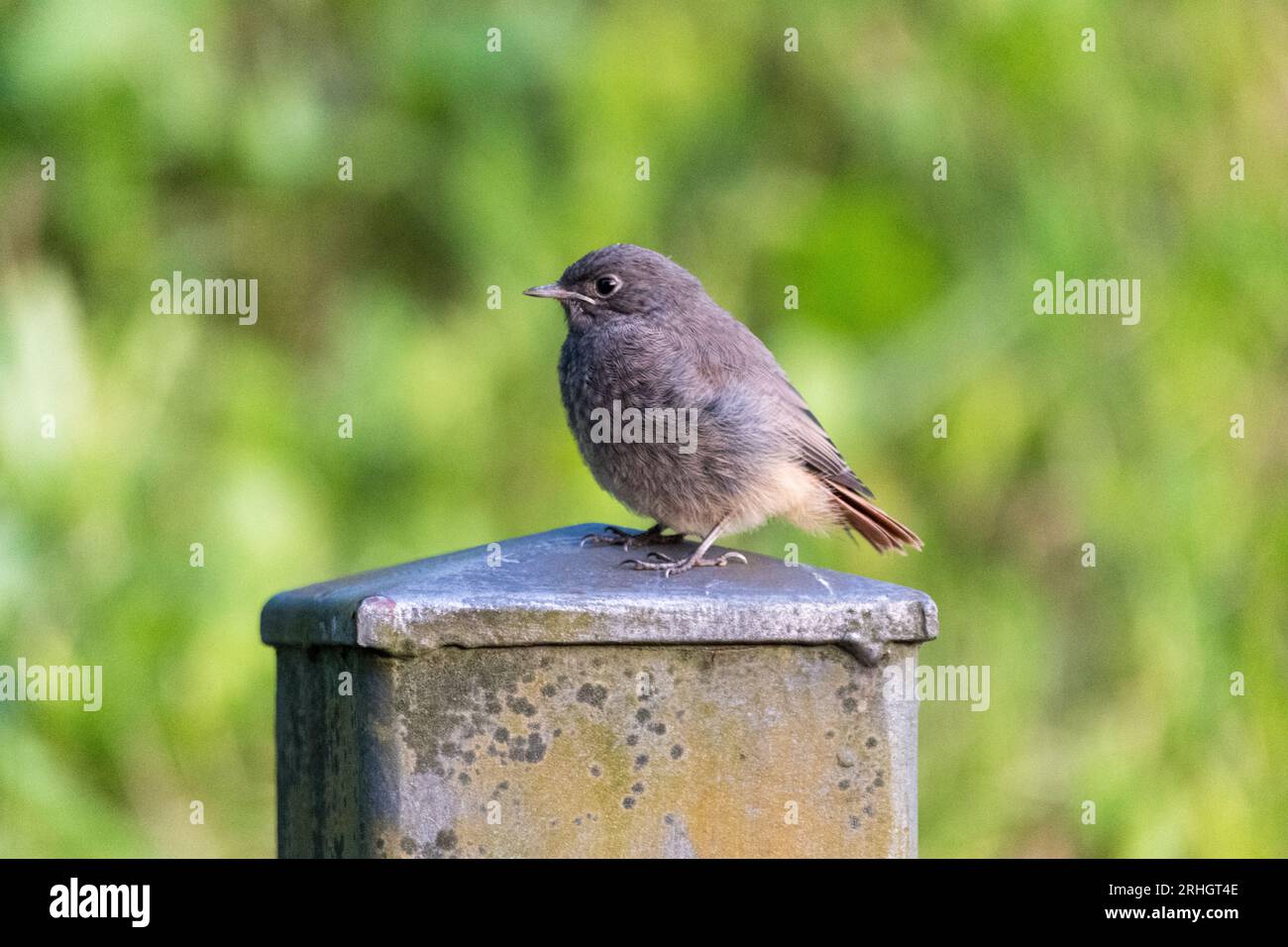 A pretty little sparrow, perched on a post in a small village between  mountains of Italy Stock Photo - Alamy