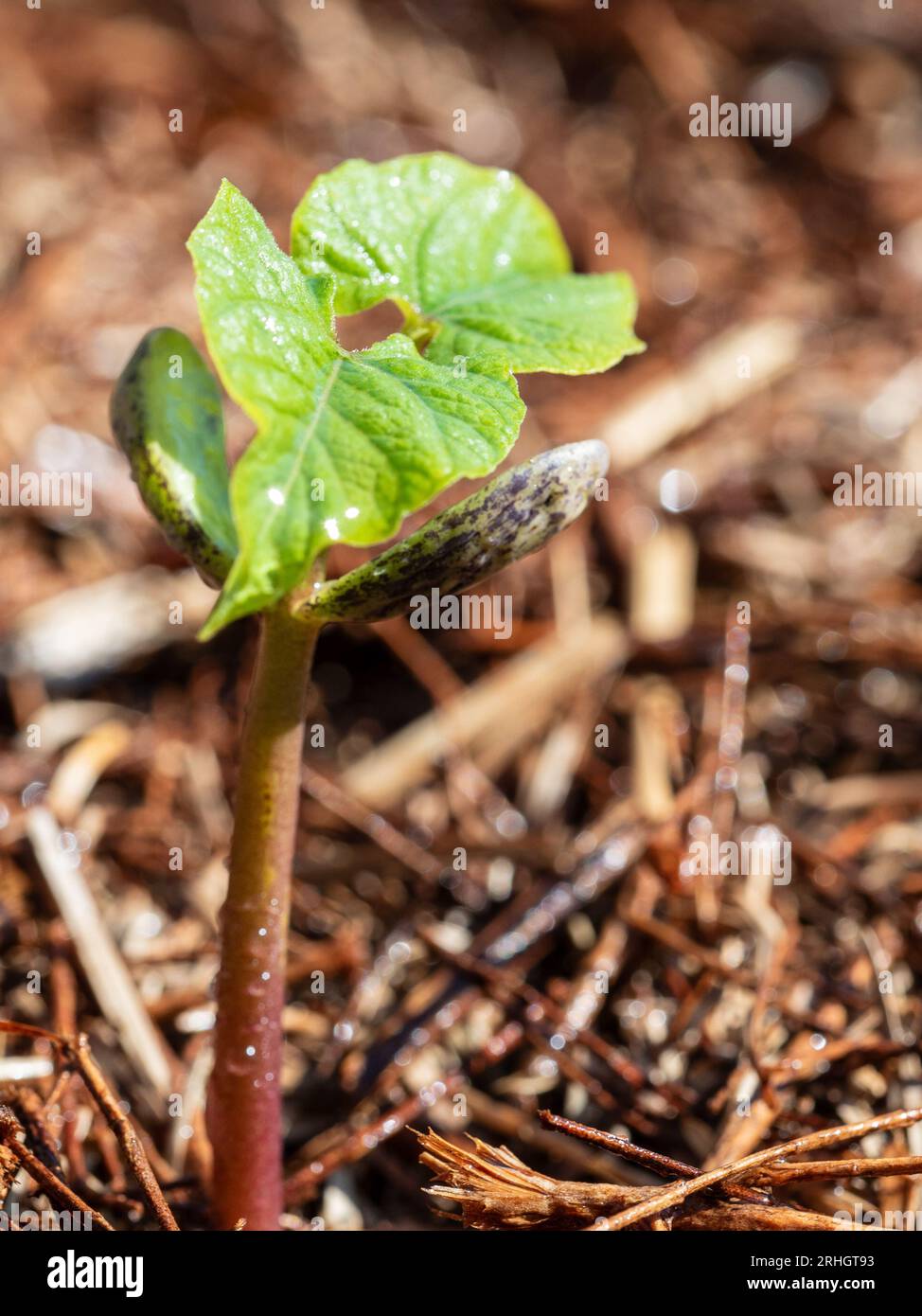 Butter bean seedling with green leaves and outer shell of seed still